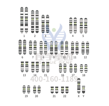 【佳学基因案例】甲基丙二酸血症基因检测、基因解码